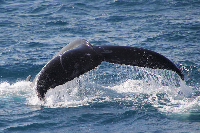 Whale tail splashing